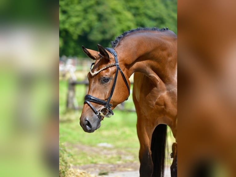 Oldenburg Gelding 4 years 16,3 hh Brown in Emstek