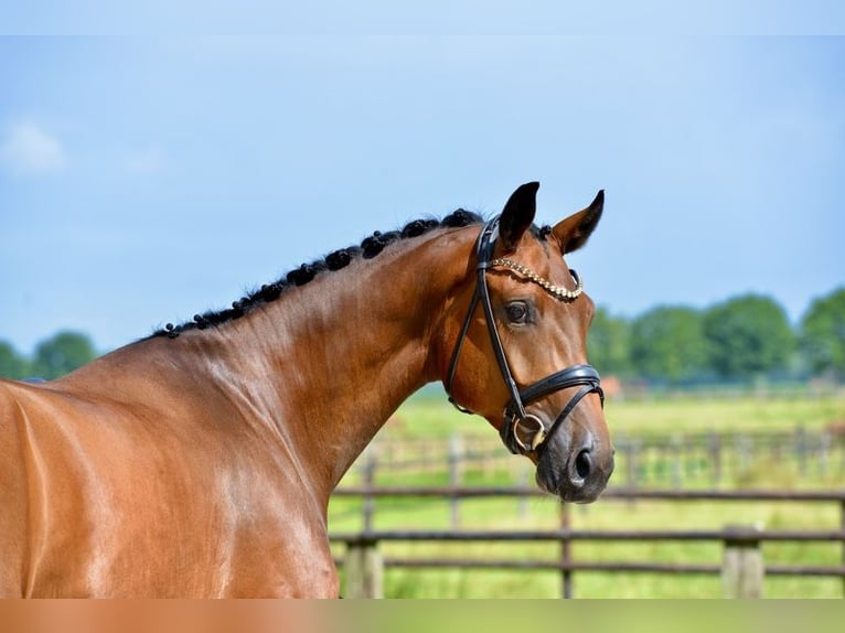 Oldenburg Gelding 4 years 16,3 hh Brown in Emstek