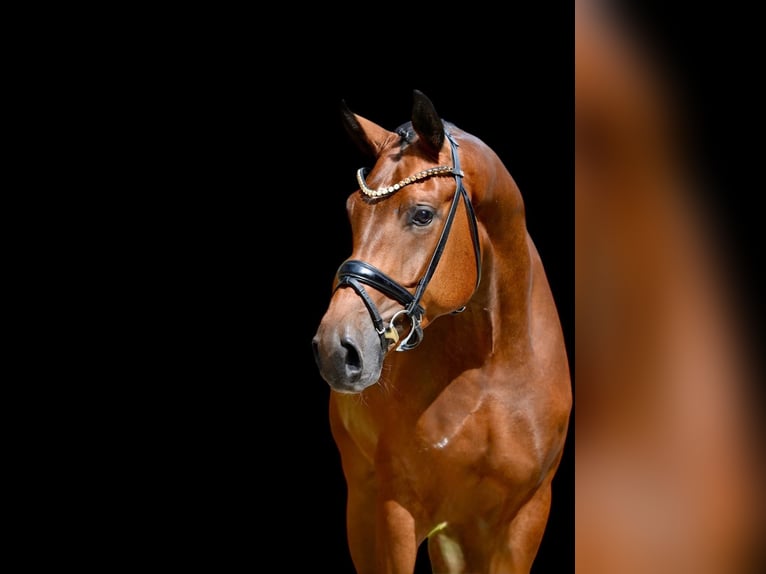 Oldenburg Gelding 4 years 16,3 hh Brown in Emstek