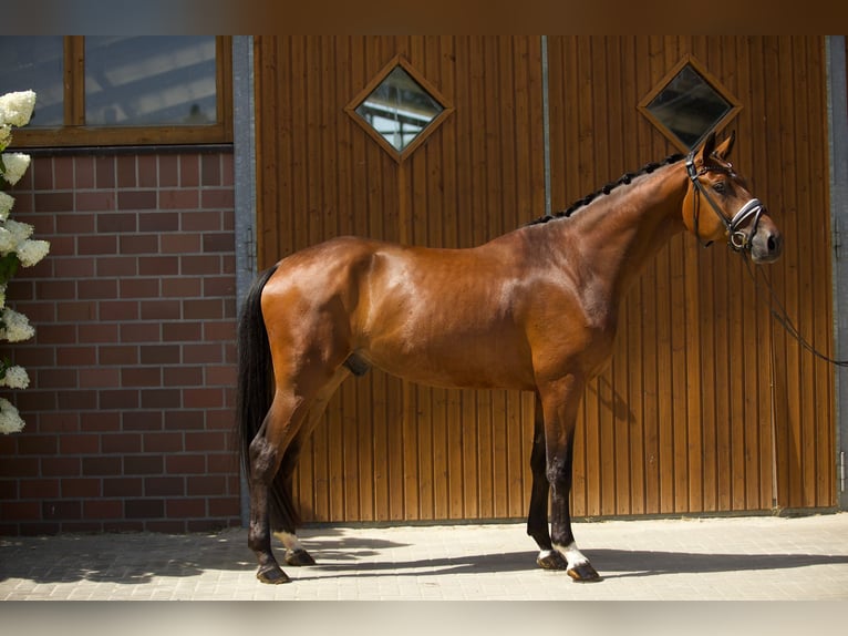 Oldenburg Gelding 4 years 16,3 hh Brown in Emstek