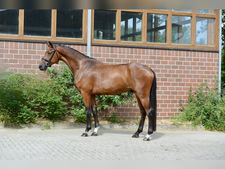 Oldenburg Gelding 4 years 16,3 hh Brown in Emstek
