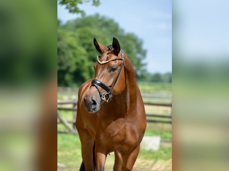 Oldenburg Gelding 4 years 16,3 hh Brown in Emstek