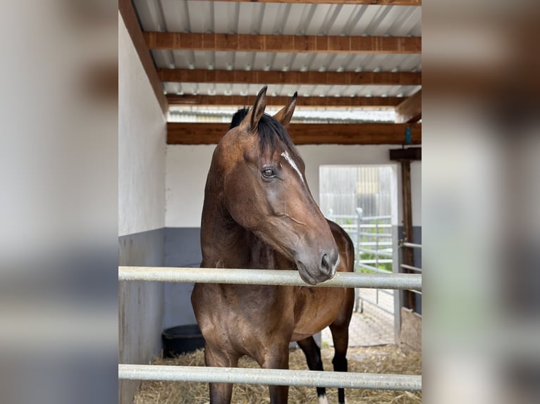 Oldenburg Gelding 4 years 16,3 hh Brown in Hohenahr