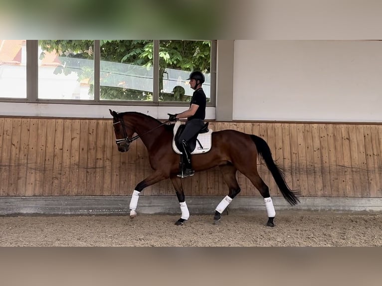 Oldenburg Gelding 4 years 16.3 hh Brown in Rottenburg an der Laaber