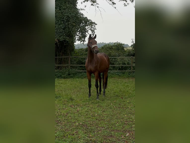 Oldenburg Gelding 4 years 16,3 hh Brown in Rommerskirchen