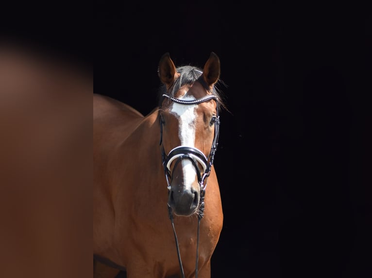 Oldenburg Gelding 4 years 16.3 hh Brown in Herbstein