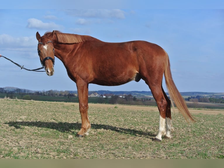 Oldenburg Gelding 4 years 16.3 hh Chestnut-Red in Alt-Dietmanns