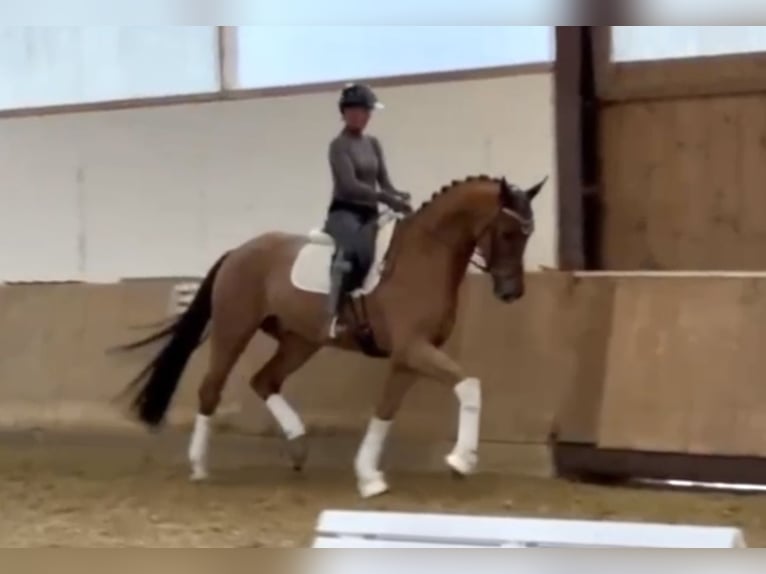 Oldenburg Gelding 4 years 16,3 hh Chestnut-Red in Bielefeld