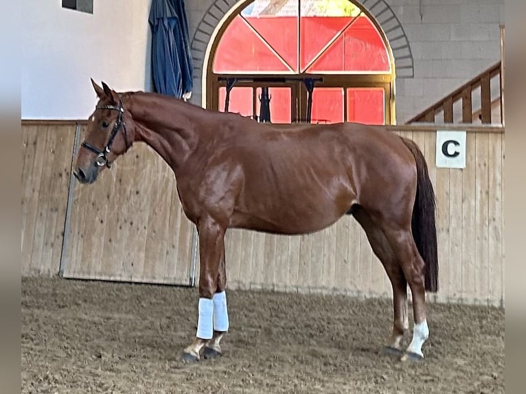 Oldenburg Gelding 4 years 16,3 hh Chestnut-Red in Michaelisbruch