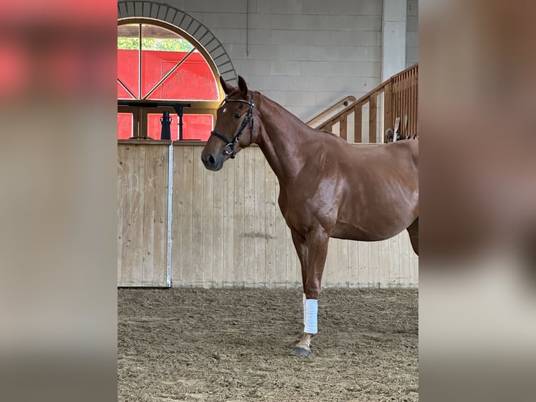 Oldenburg Gelding 4 years 16,3 hh Chestnut-Red in Michaelisbruch