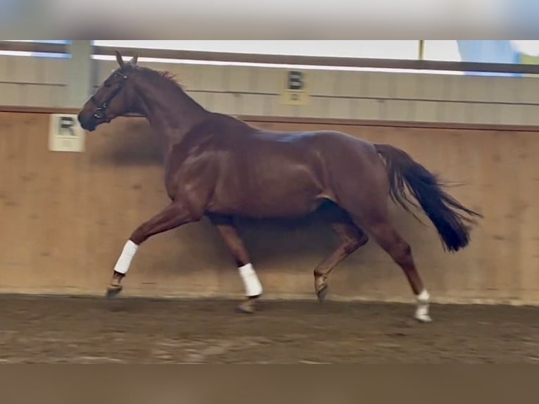 Oldenburg Gelding 4 years 16,3 hh Chestnut-Red in Michaelisbruch