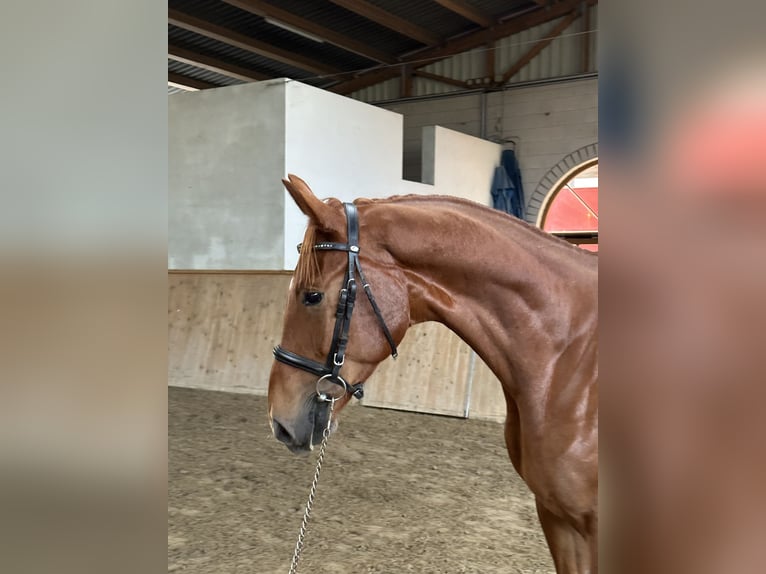 Oldenburg Gelding 4 years 16,3 hh Chestnut-Red in Michaelisbruch