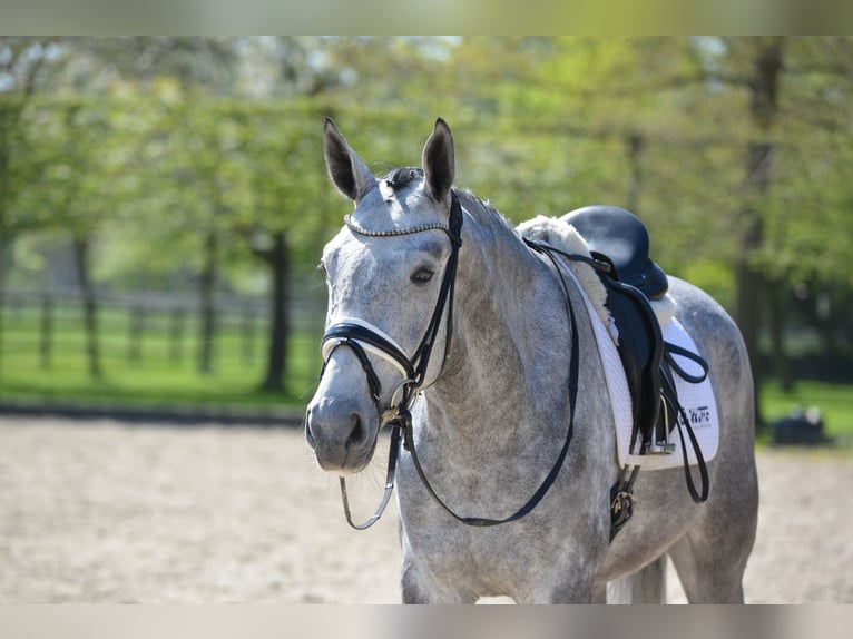 Oldenburg Gelding 4 years 16.3 hh Grey in Vechta