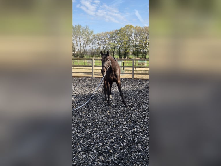 Oldenburg Gelding 4 years 16.3 hh Smoky-Black in Garrel