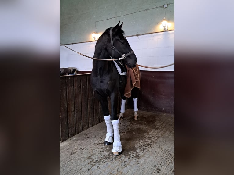 Oldenburg Gelding 4 years 16,3 hh Smoky-Black in Hungen