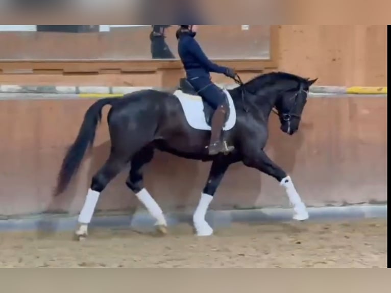 Oldenburg Gelding 4 years 16,3 hh Smoky-Black in Hungen