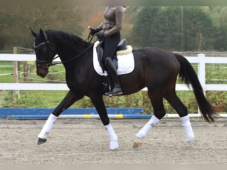 Oldenburg Gelding 4 years 16,3 hh Smoky-Black in Hüttenberg