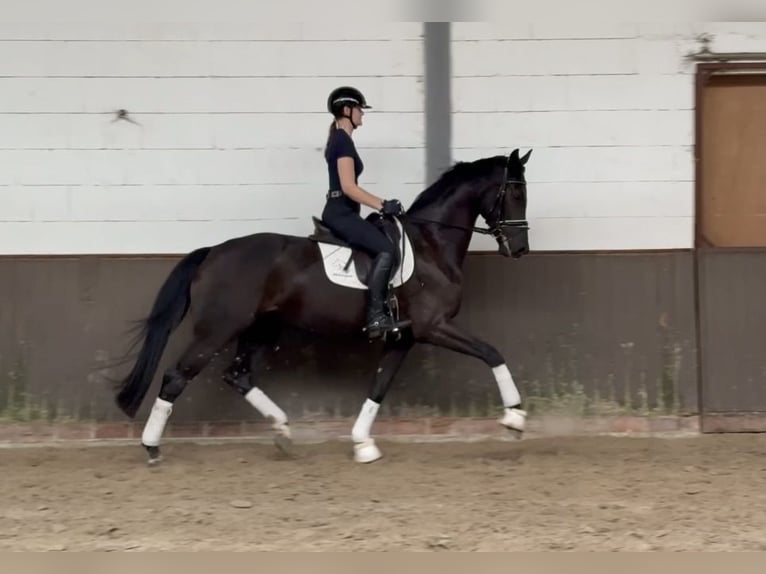 Oldenburg Gelding 4 years 16.3 hh Smoky-Black in Lohne (Oldenburg)