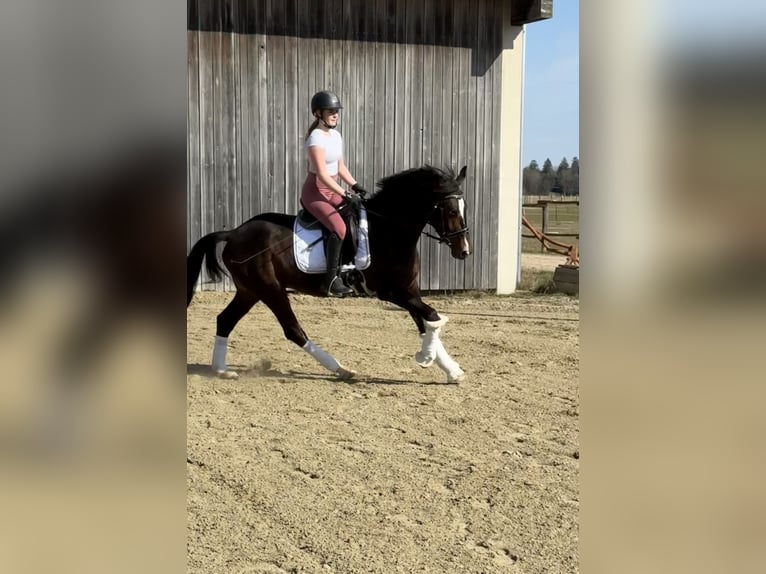 Oldenburg Gelding 4 years 16 hh Bay-Dark in Hohenbrunn