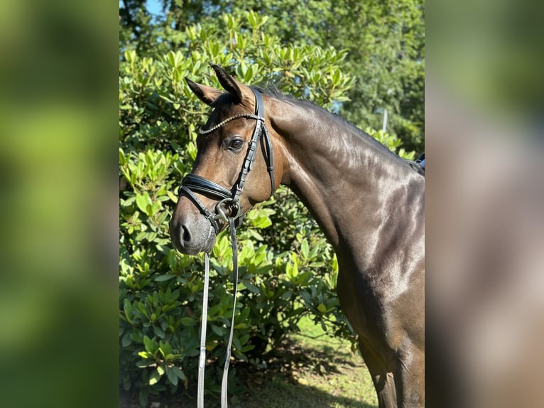 Oldenburg Gelding 4 years 16 hh Bay-Dark in Ganderkesee