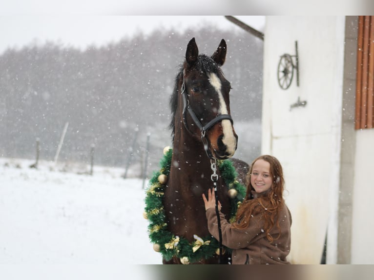 Oldenburg Mix Gelding 4 years 16 hh Bay-Dark in Drosendorf