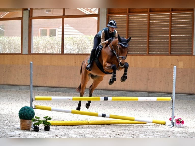 Oldenburg Gelding 4 years 16 hh Bay in Prague