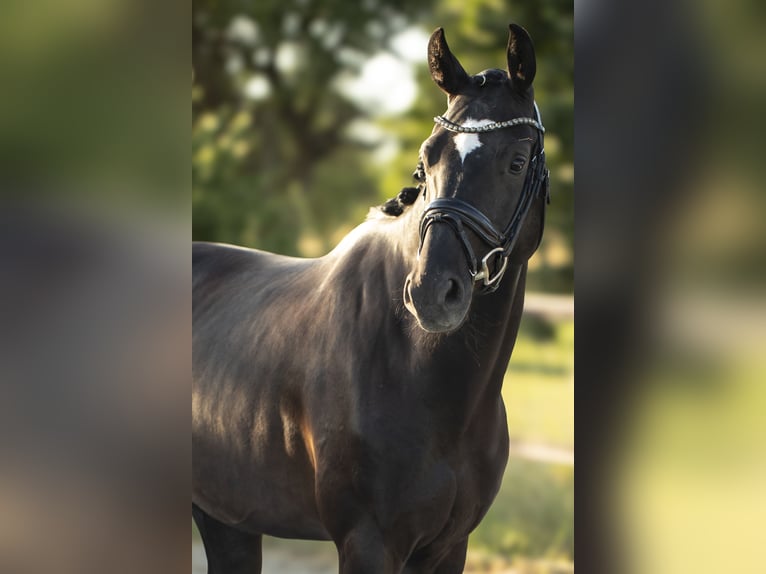 Oldenburg Gelding 4 years 16 hh Black in Hungen