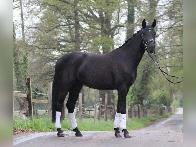 Oldenburg Gelding 4 years 16 hh Black in Gro&#xDF;-Zimmern