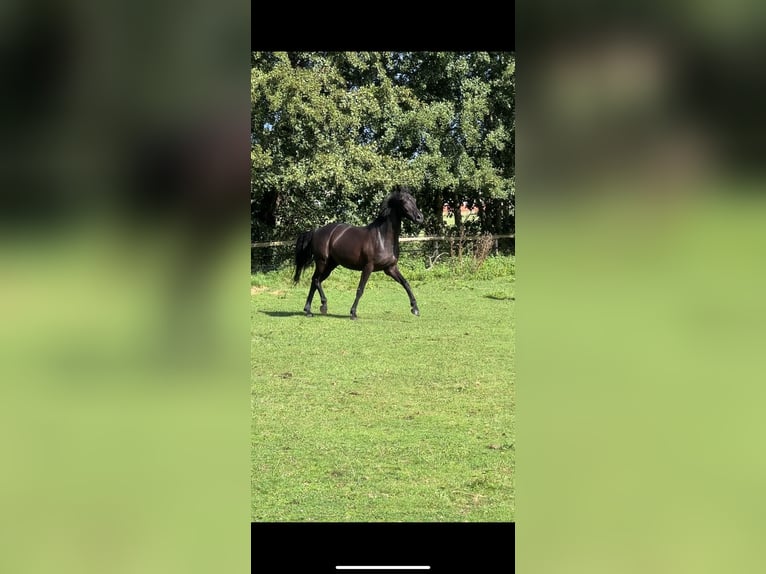 Oldenburg Gelding 4 years 16 hh Black in Vechta