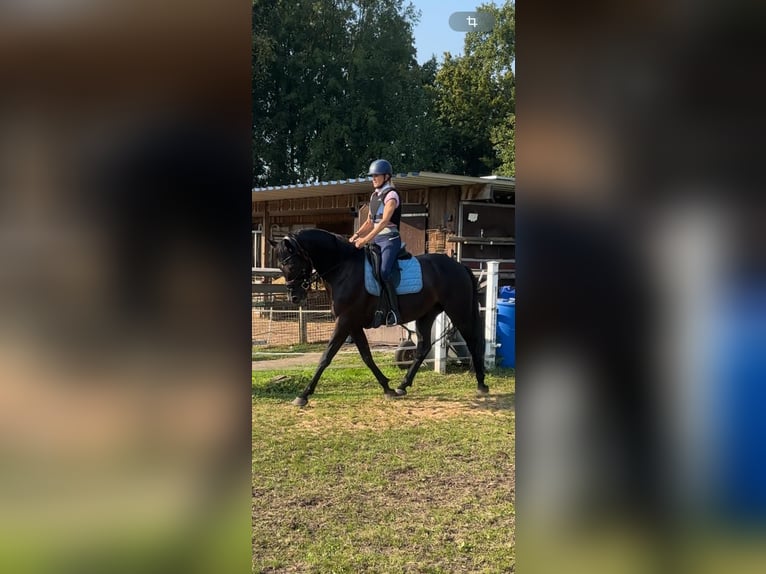 Oldenburg Gelding 4 years 16 hh Black in Vechta