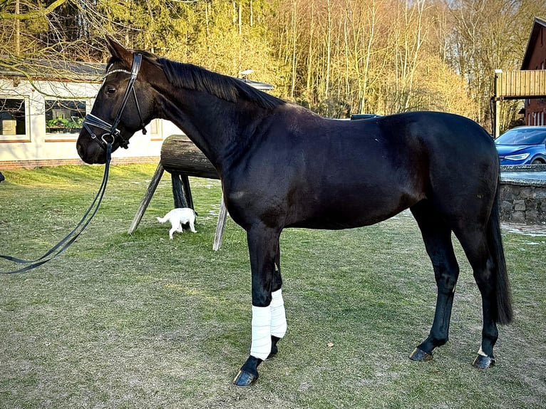 Oldenburg Gelding 4 years 16 hh Black in Schierensee