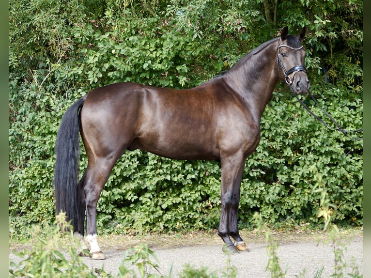 Oldenburg Gelding 4 years 16 hh Black in Wardenburg