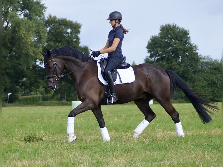 Oldenburg Gelding 4 years 16 hh Black in Wardenburg