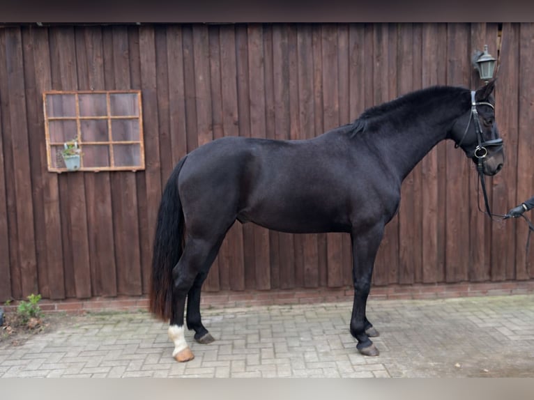 Oldenburg Gelding 4 years 16 hh Black in Westerstede