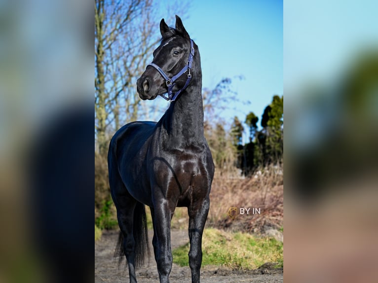 Oldenburg Gelding 4 years 16 hh Black in Renesse