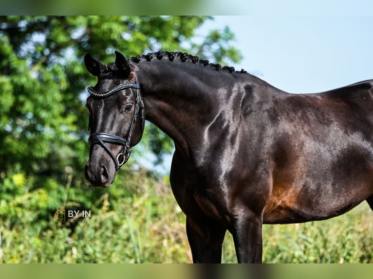 Oldenburg Gelding 4 years 16 hh Black in Renesse
