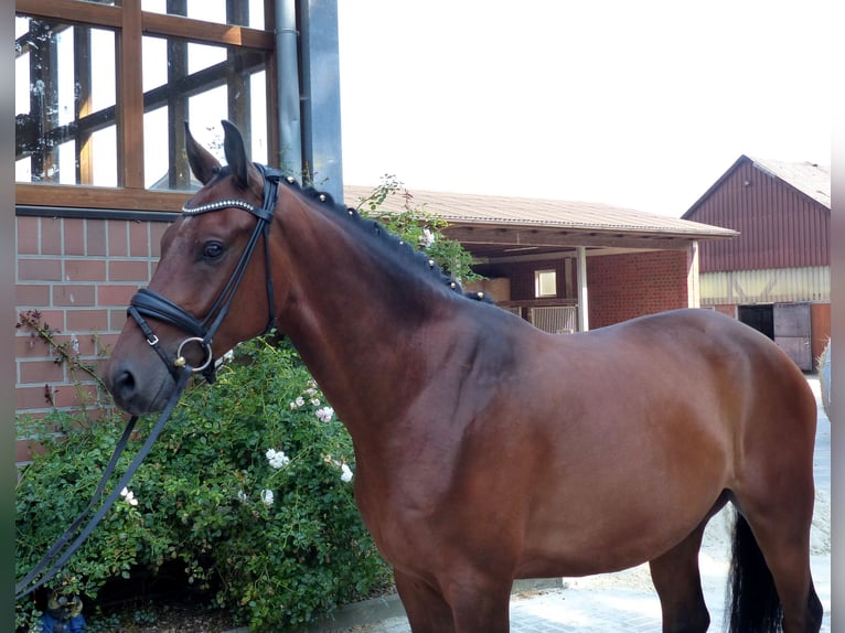 Oldenburg Gelding 4 years 16 hh Brown in Drantum