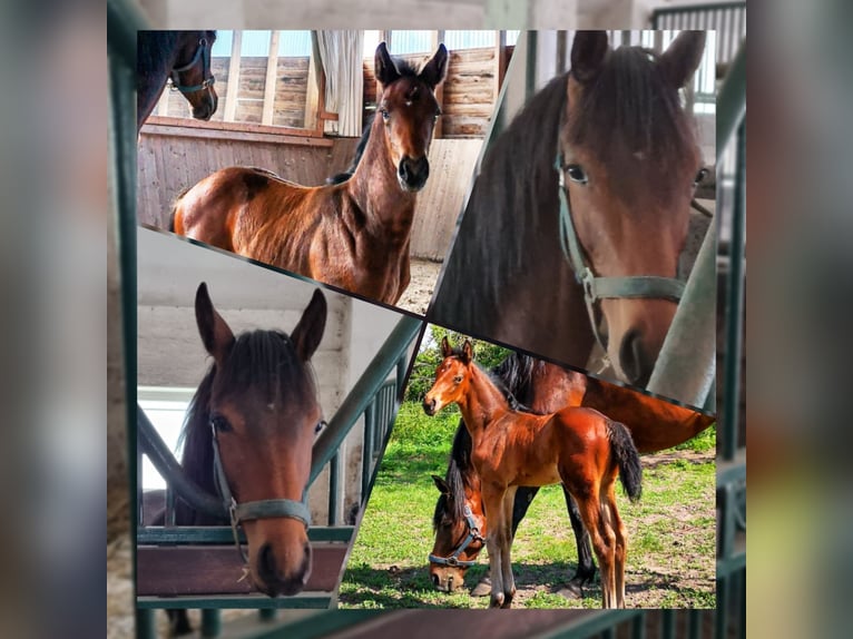 Oldenburg Gelding 4 years 16 hh Brown in Behlendorf
