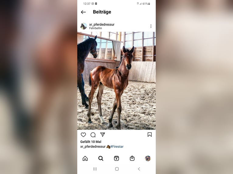 Oldenburg Gelding 4 years 16 hh Brown in Behlendorf