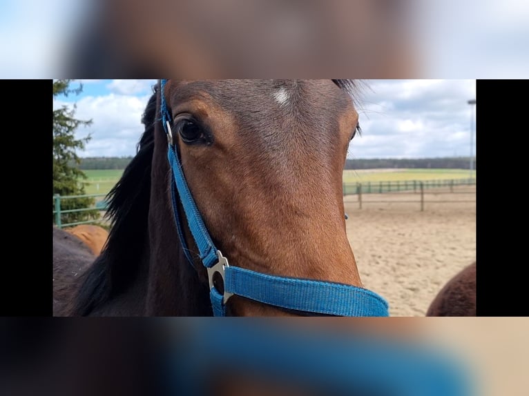 Oldenburg Gelding 4 years 16 hh Brown in Behlendorf