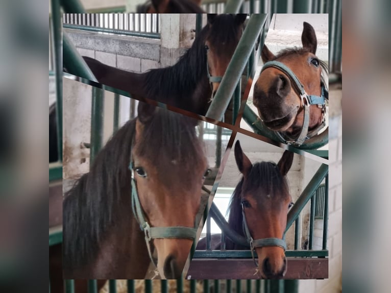 Oldenburg Gelding 4 years 16 hh Brown in Behlendorf