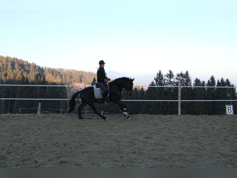 Oldenburg Gelding 4 years 16 hh Brown in Kumberg