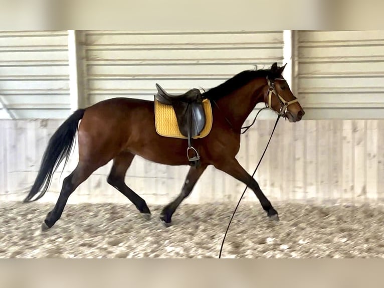 Oldenburg Gelding 4 years 16 hh Brown in Prichsenstadt