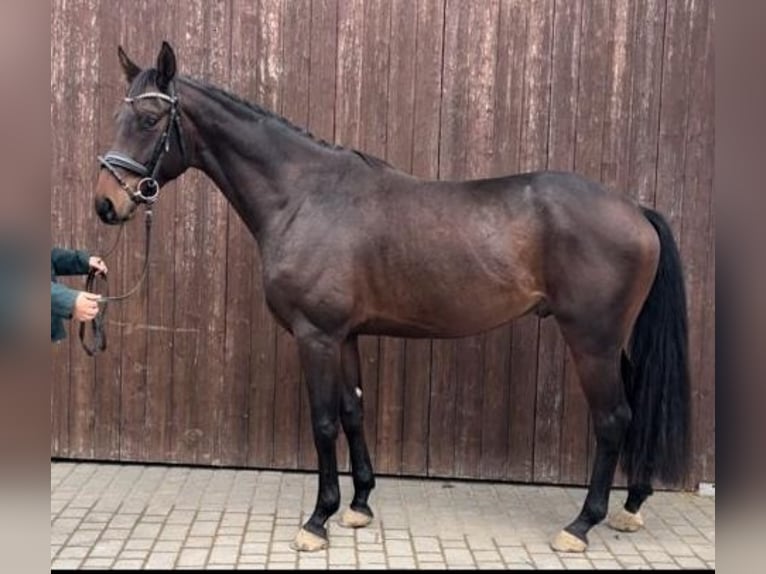 Oldenburg Gelding 4 years 16 hh Brown in Wald