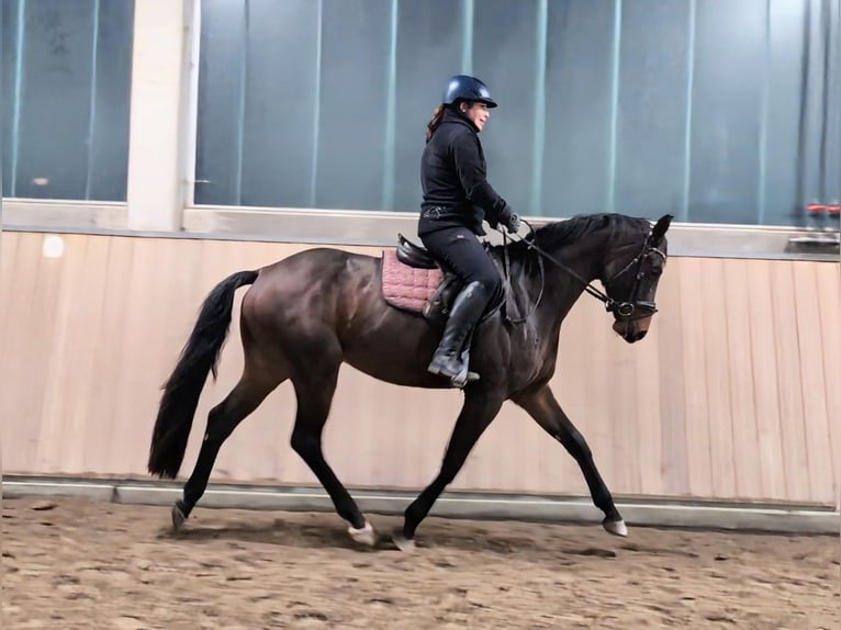 Oldenburg Gelding 4 years 16 hh Brown in Wald