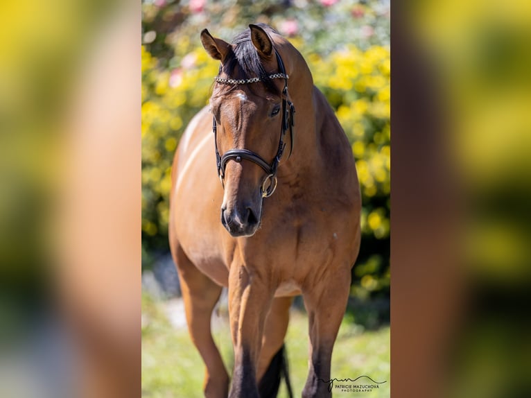 Oldenburg Gelding 4 years 16 hh Brown-Light in Pelmberg