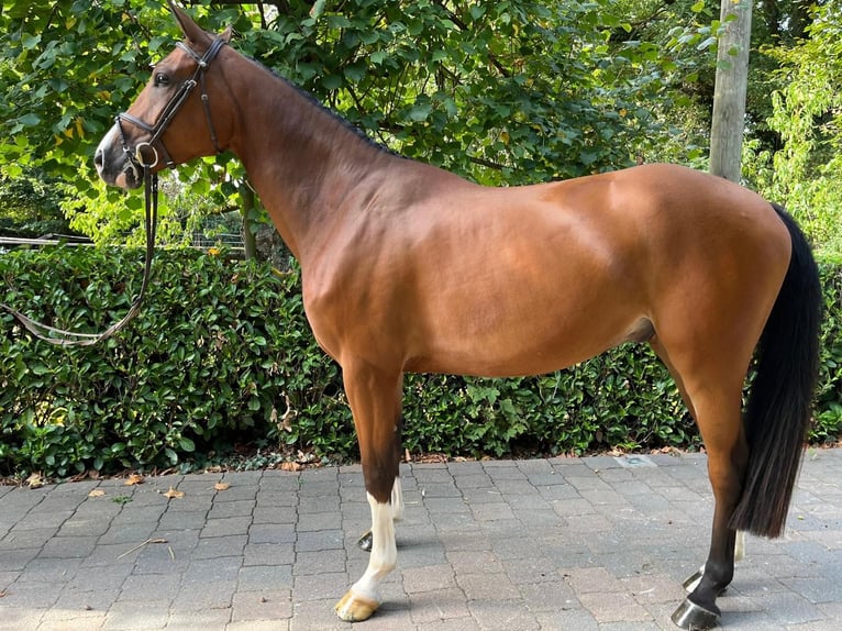 Oldenburg Gelding 4 years 16 hh Brown in Goch