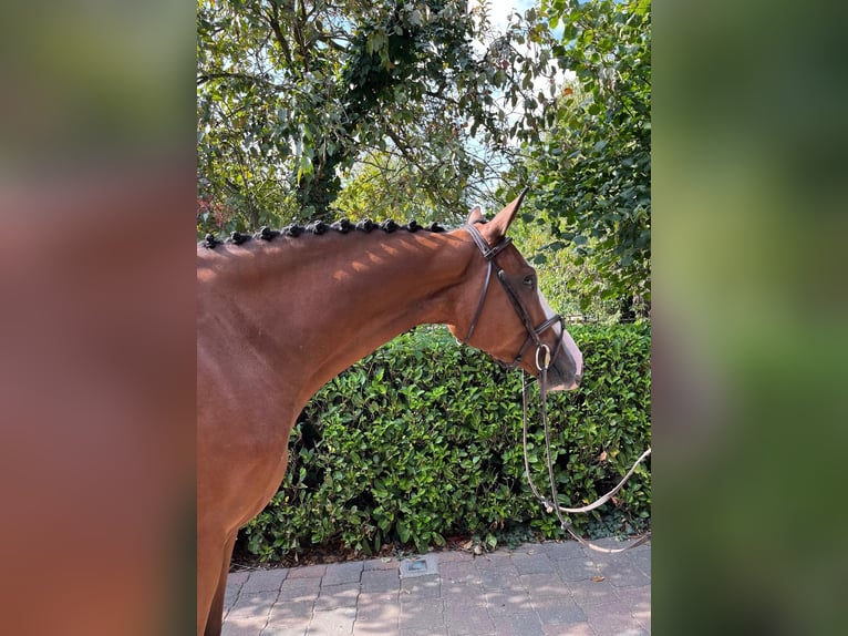 Oldenburg Gelding 4 years 16 hh Brown in Goch