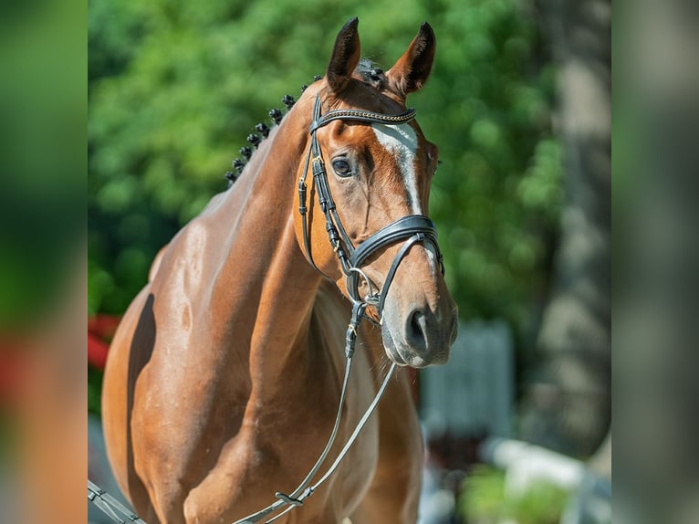Oldenburg Gelding 4 years 16 hh Brown in M&#xFC;nster