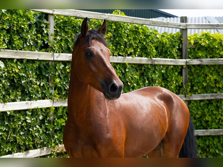 Oldenburg Gelding 4 years 16 hh Brown in Waddinxveen